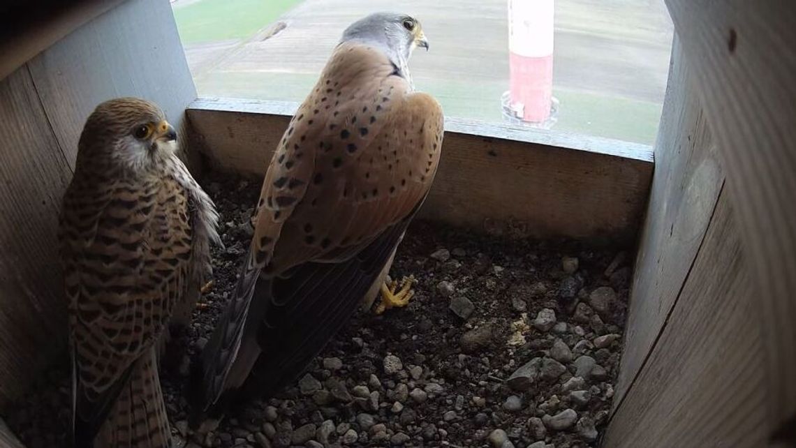 Cementowscy i Betonowscy czekają na pisklęta. Podpatruj pierwsze dni Cementowscy i Betonowscy czekają na pisklęta. Podpatruj pierwsze dni