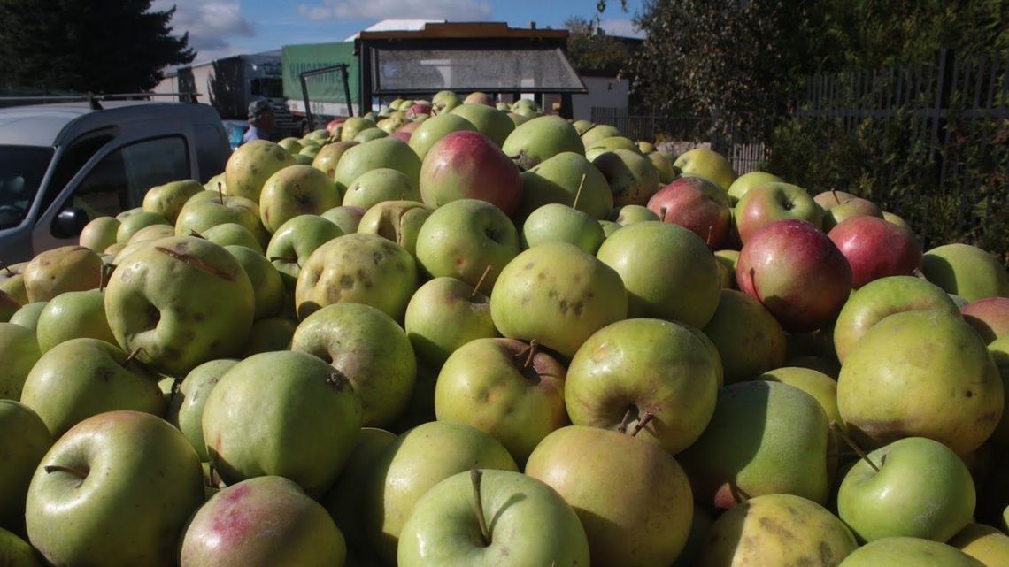 Ceny jabłek spadają. Apele, by nie dostarczać ich do skupów i zarzuty zmowy cenowej
