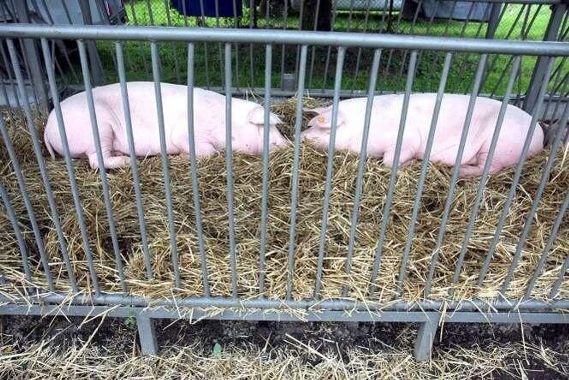 Ceny skupu żywca bardzo niskie. Będą dopłaty?