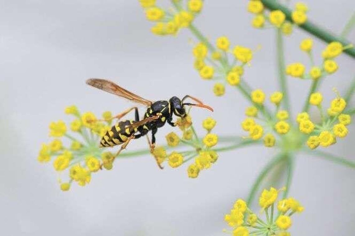 Cesarskie ciastka z osami. Jakie owady można jeść? Cesarskie ciastka z osami. Jakie owady można jeść?