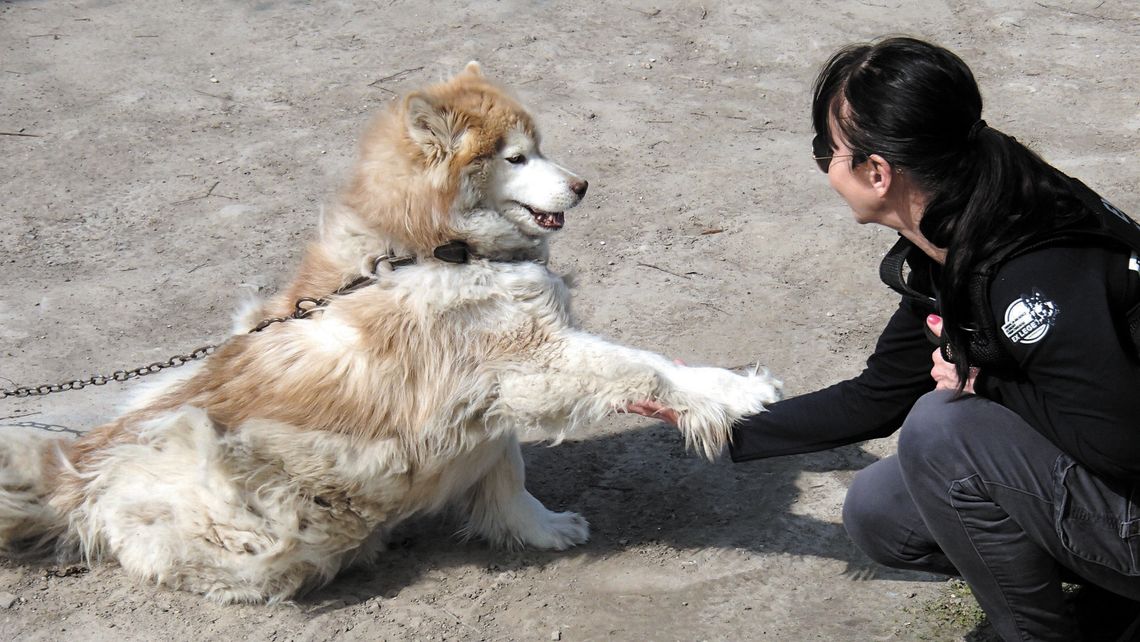 Chanti przywiązana do rury w kuchni. Była bita kiedy odwracała głowę w stronę jedzenia