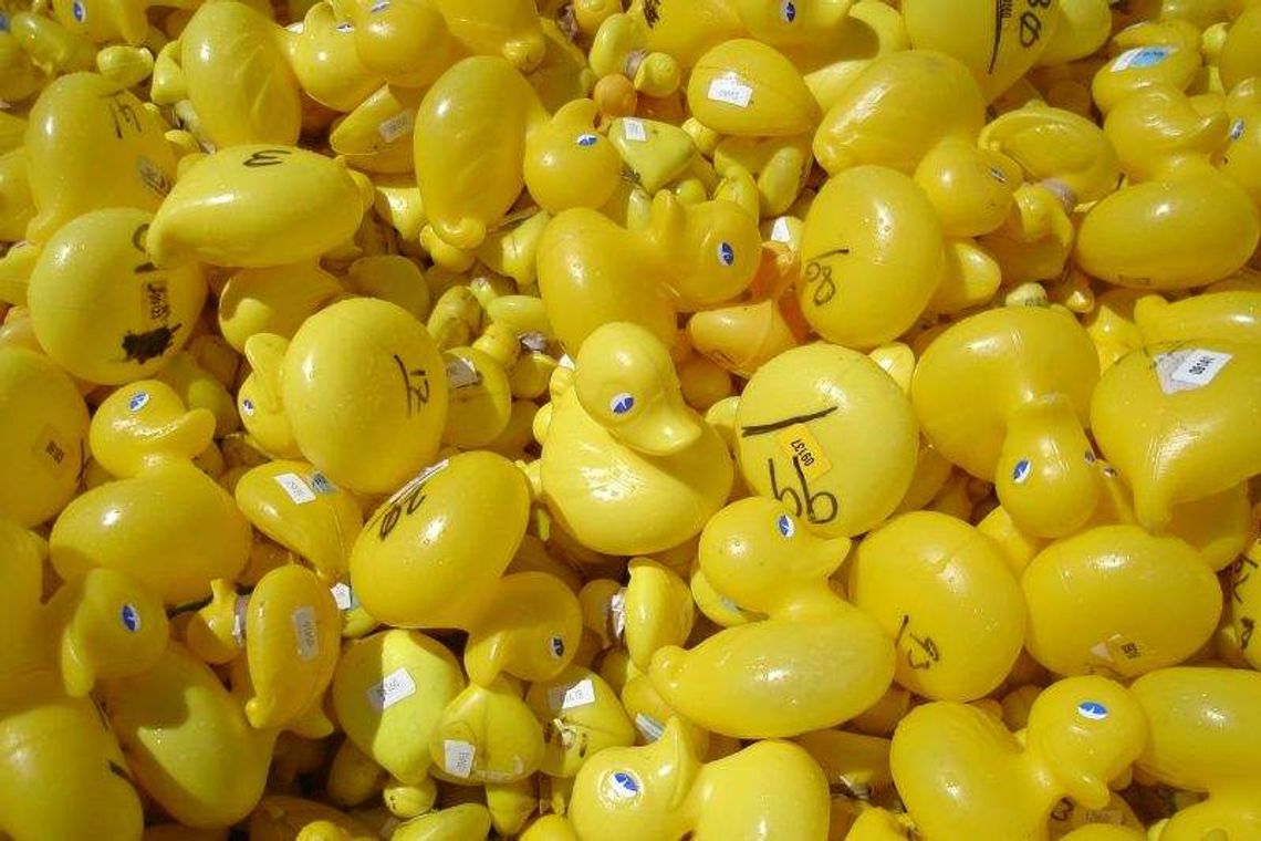 Charytatywny wyścig kaczek w Lublinie. Popłyną Bystrzycą