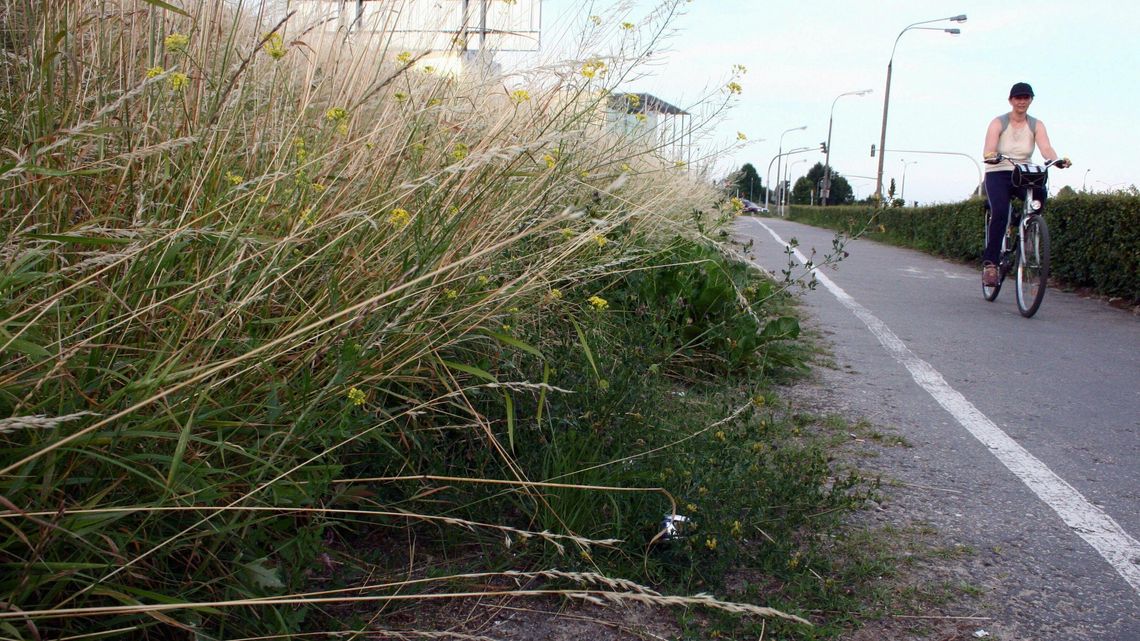 Chaszcze, zarośla i nieużytki. Dlaczego czasami lepiej z zielenią nie robić nic Chaszcze, zarośla i nieużytki. Dlaczego czasami lepiej z zielenią nie robić nic