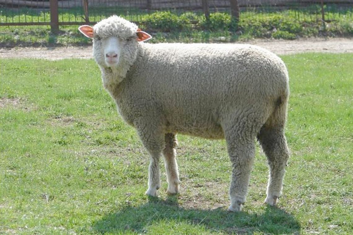 Chcą by jagnięcina trafiła na lubelskie stoły