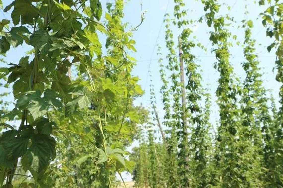 Chcą wskrzesić zapomniane chmiele z Lubelskiego