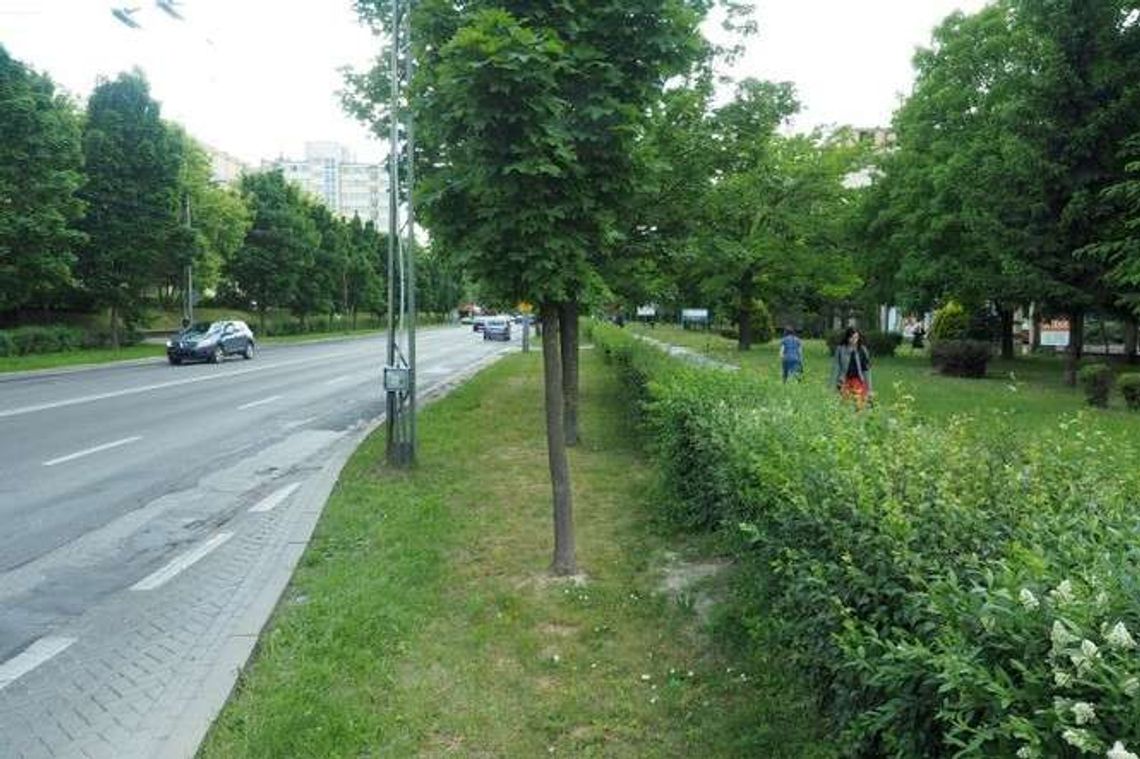 Chcą wyciąć aż 261 drzew podczas przebudowy Al. Racławickich. Co ze ścieżką rowerową? Chcą wyciąć aż 261 drzew podczas przebudowy Al. Racławickich. Co ze ścieżką rowerową?