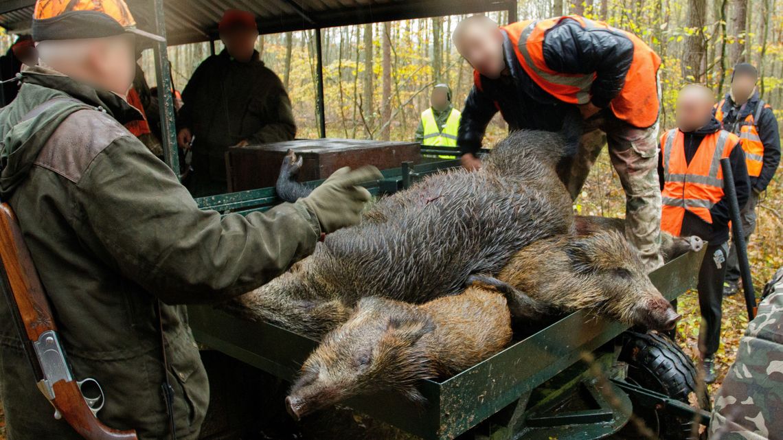 Chcą zmuszać myśliwych, żeby częściej strzelali do dzików. Będą kary za przeszkadzanie w polowaniach