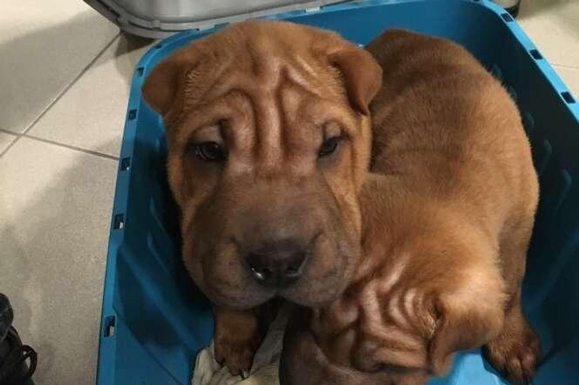 Chciał przemycić psy rasy Shar Pei. Ukrył je w pociągu