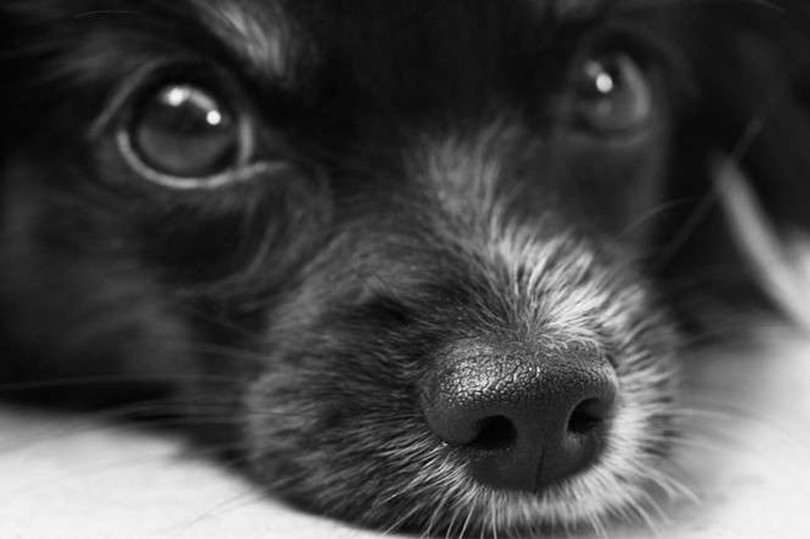 Chciał zabić psa. Uderzył właścicielkę prętem i złamał jej rękę