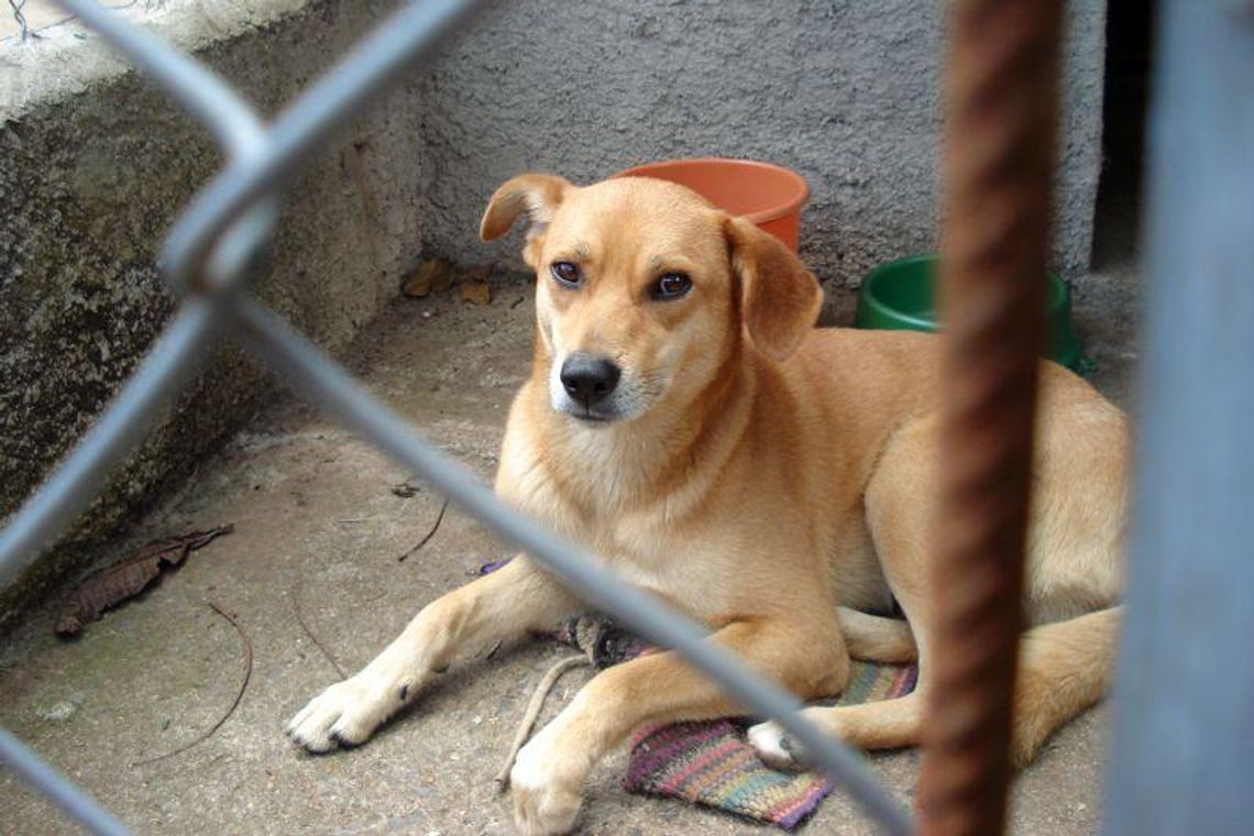 Chełm: 100 kg karmy dla bezpańskich psów Chełm: 100 kg karmy dla bezpańskich psów