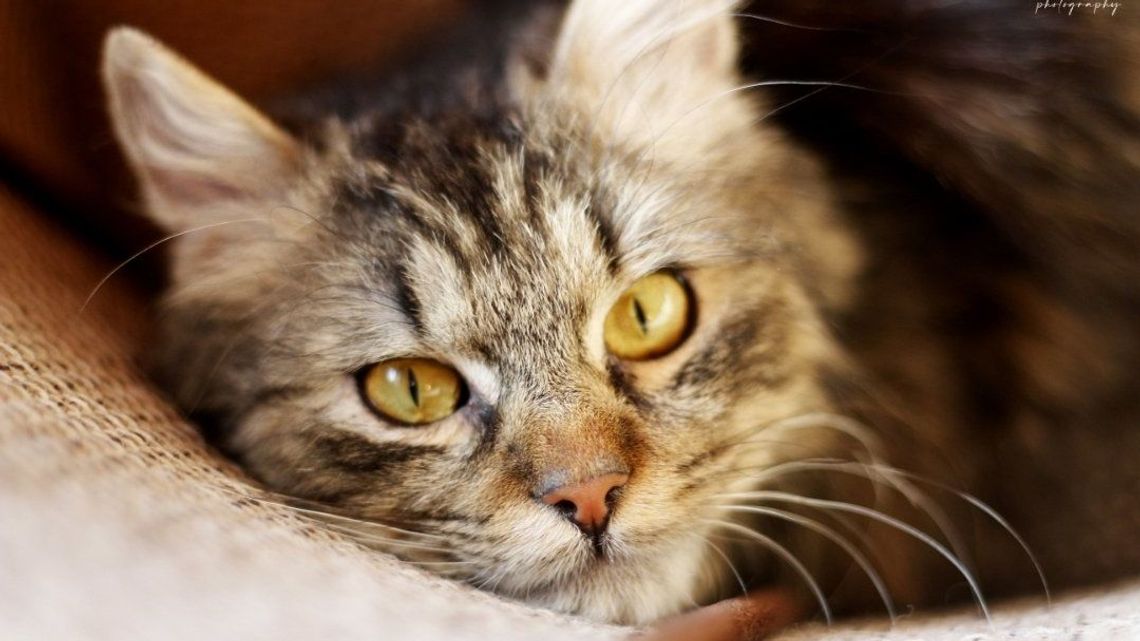 Chełm: Akcja "Portret Adopciaka" dla zwierząt, czyli jak mało do szczęścia potrzeba