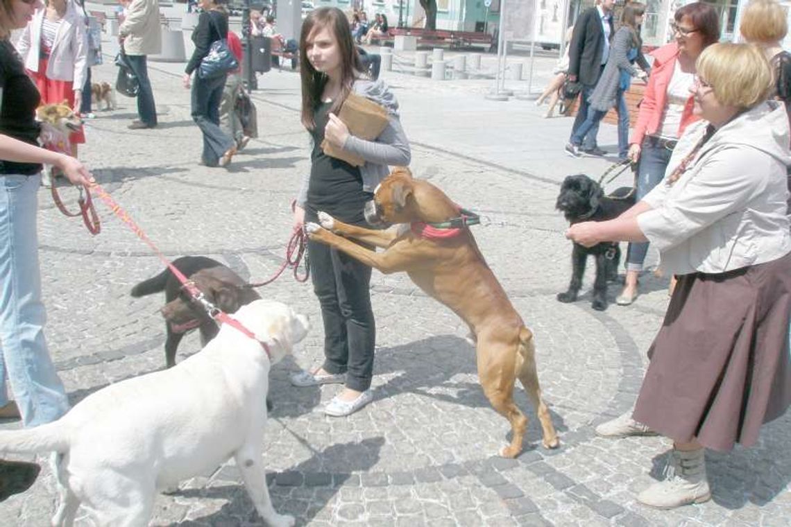 Chełm: Będą bić rekord w \"liczbie psów na metr kwadratowy”