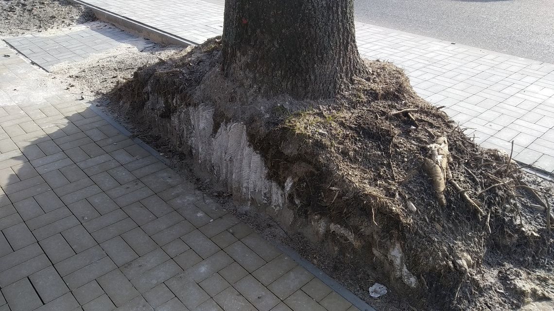 Chełm: Budowali chodnik i poprzecinali korzenie drzew