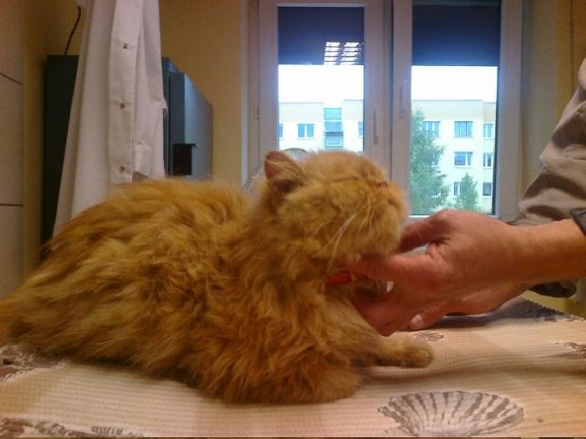 Chełm: Czy ktoś szuka tego kota? Chełm: Czy ktoś szuka tego kota?