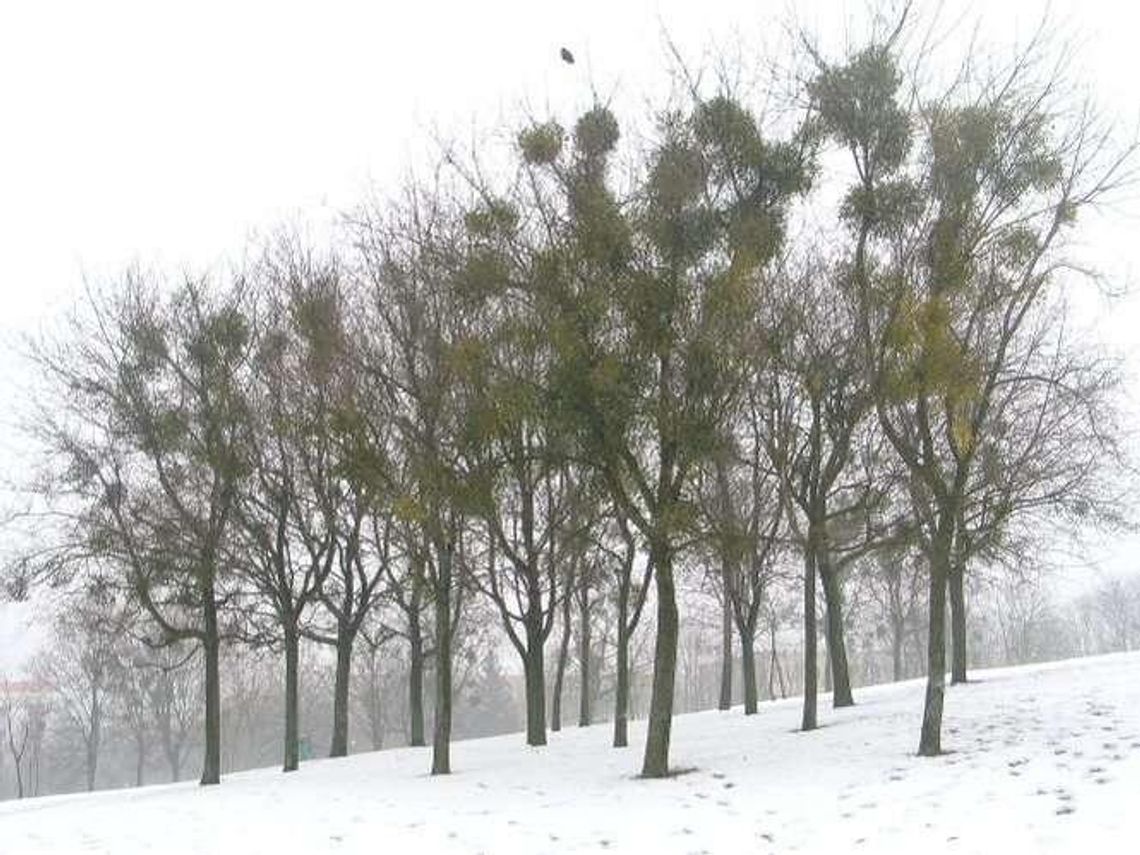 Chełm: Czy pasożyt szkodzi drzewom?