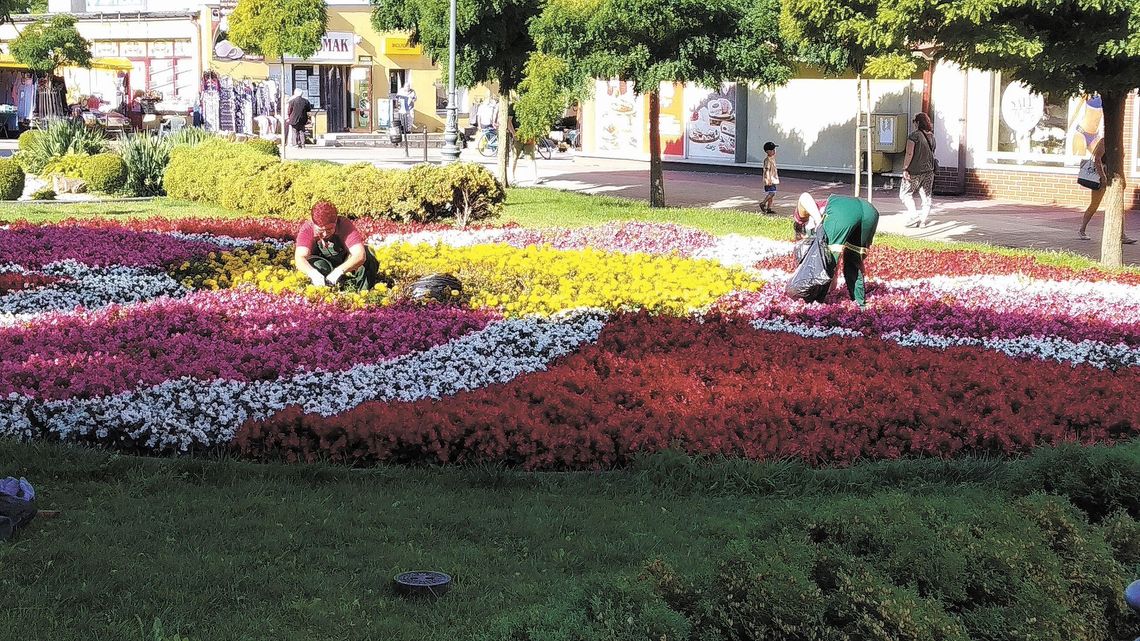 Chełm i Hrubieszów w rankingu Terra Flower Power