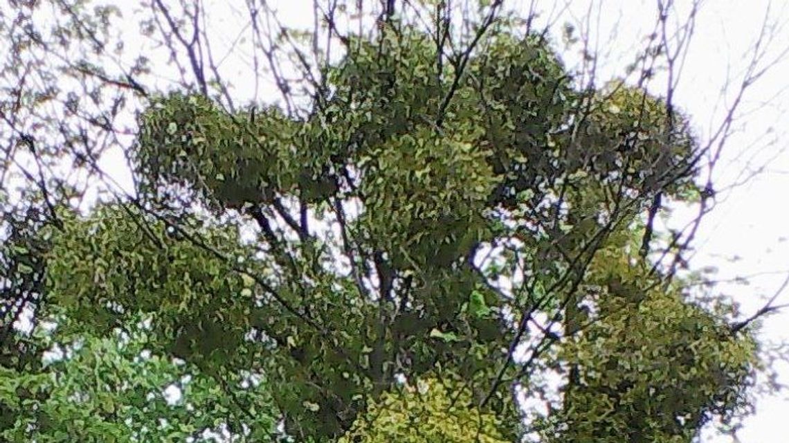 Chełm: Jemioła zniknie, ale dopiero jesienią Chełm: Jemioła zniknie, ale dopiero jesienią