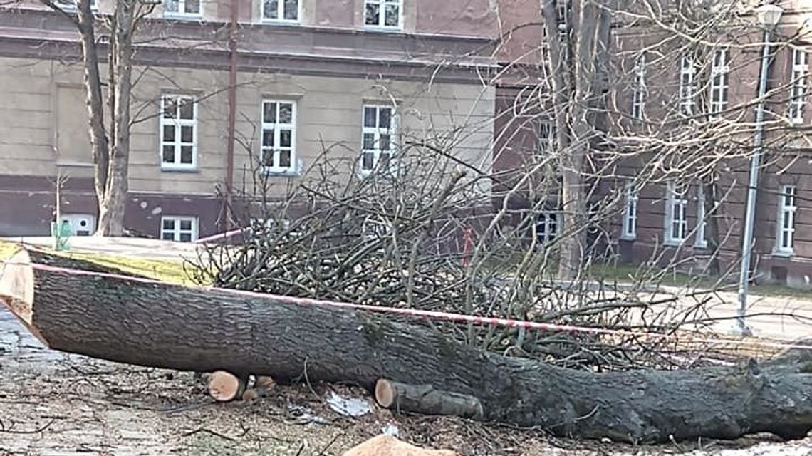 Chełm: Na ul. Stephensona likwidują jemiołę, a przy I LO pod topór poszły stare drzewa