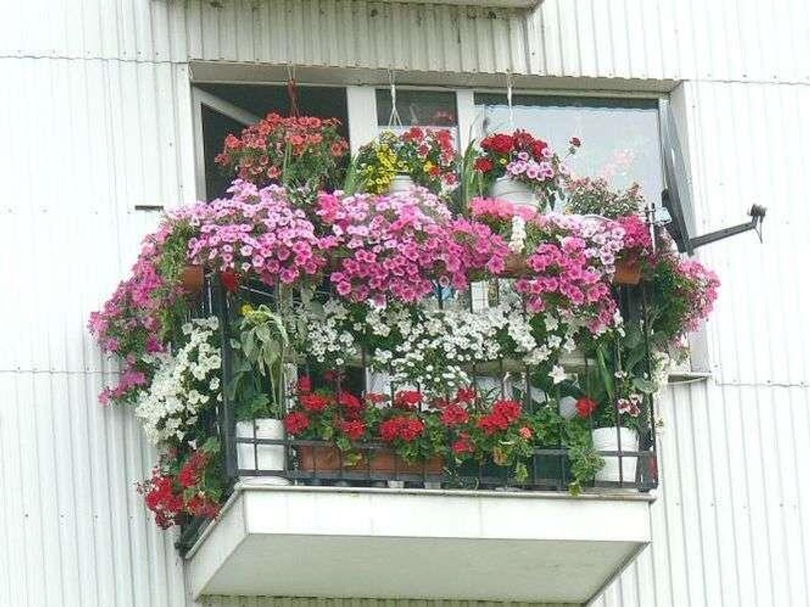 Chełm: Najpiękniejszy balkon wybrany
