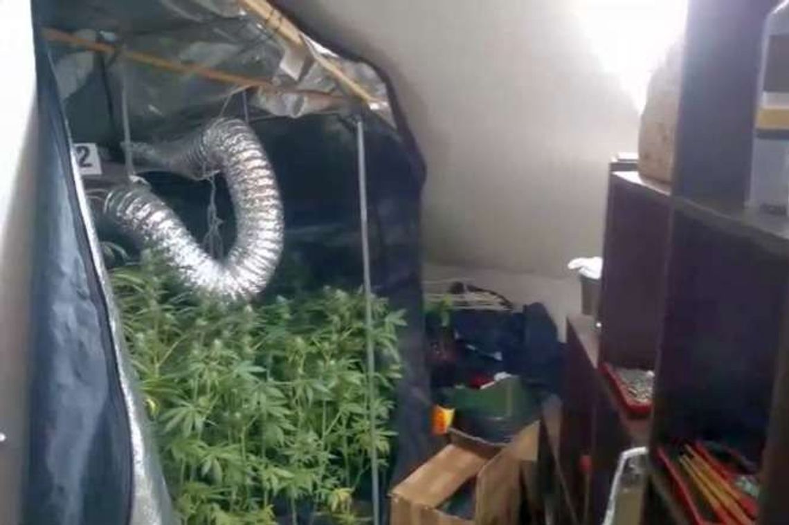 Chełm: Namiot pełen marihuany w mieszkaniu 24-latka (wideo)