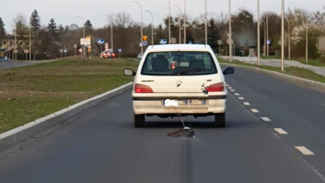 Chełm. Pies ciągnięty za samochodem. „Patrzyłam przez łzy na krwawą smugę na asfalcie”