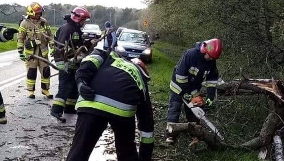 Chełm: Powalone drzewa na drogach. Strażacy mają, co robić Chełm: Powalone drzewa na drogach. Strażacy mają, co robić