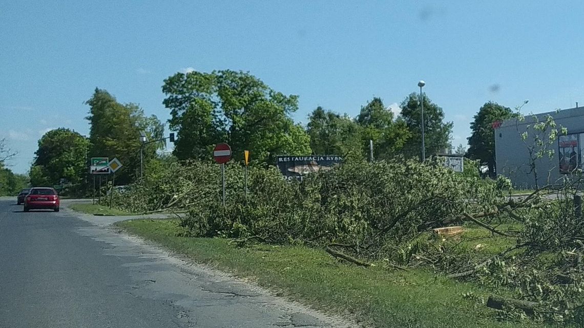 Chełm: Wielka wycinka drzew pod ścieżkę rowerową. "Uszczęśliwiają nas na siłę” Chełm: Wielka wycinka drzew pod ścieżkę rowerową. "Uszczęśliwiają nas na siłę”
