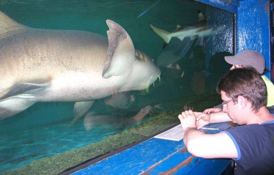 Chełmianie oko w oko z żarłaczem. Przyjechało mobilne akwarium Chełmianie oko w oko z żarłaczem. Przyjechało mobilne akwarium