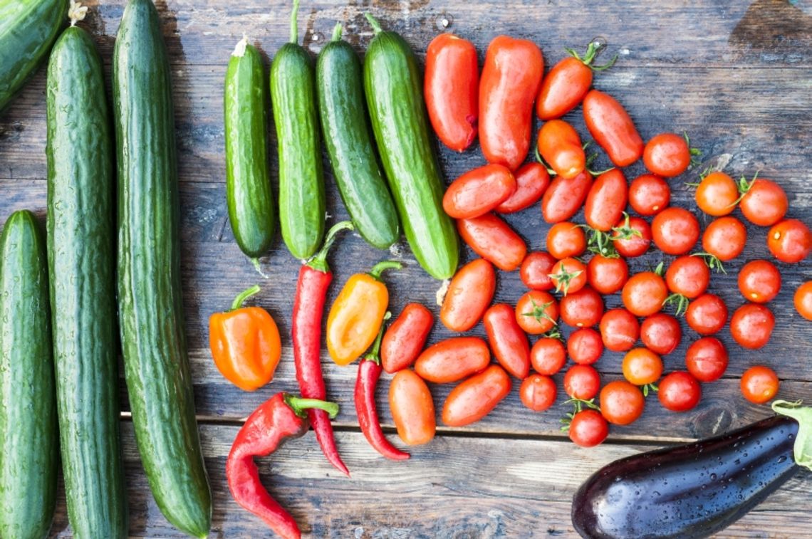 Chętnie jemy pomidory i ogórki. Mniej chętnie kapustę i buraki