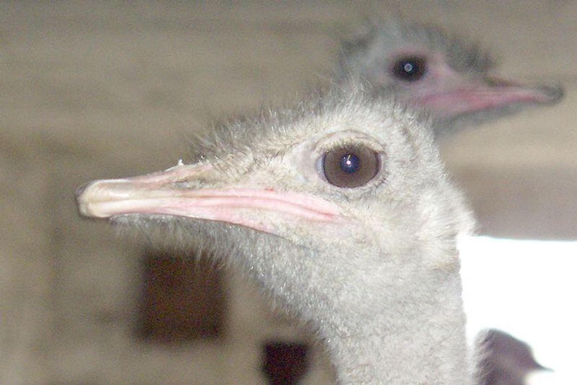 Chętnych na strusie brak