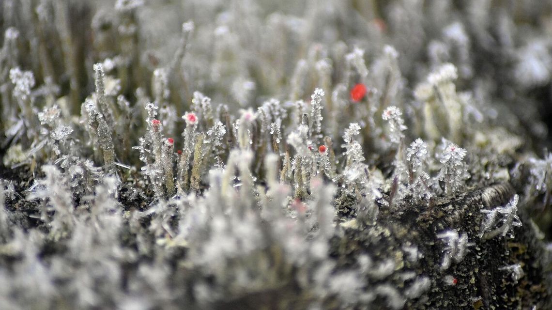 Chłodna noc przed nami. Ostrzeżenie IMGW dla regionu