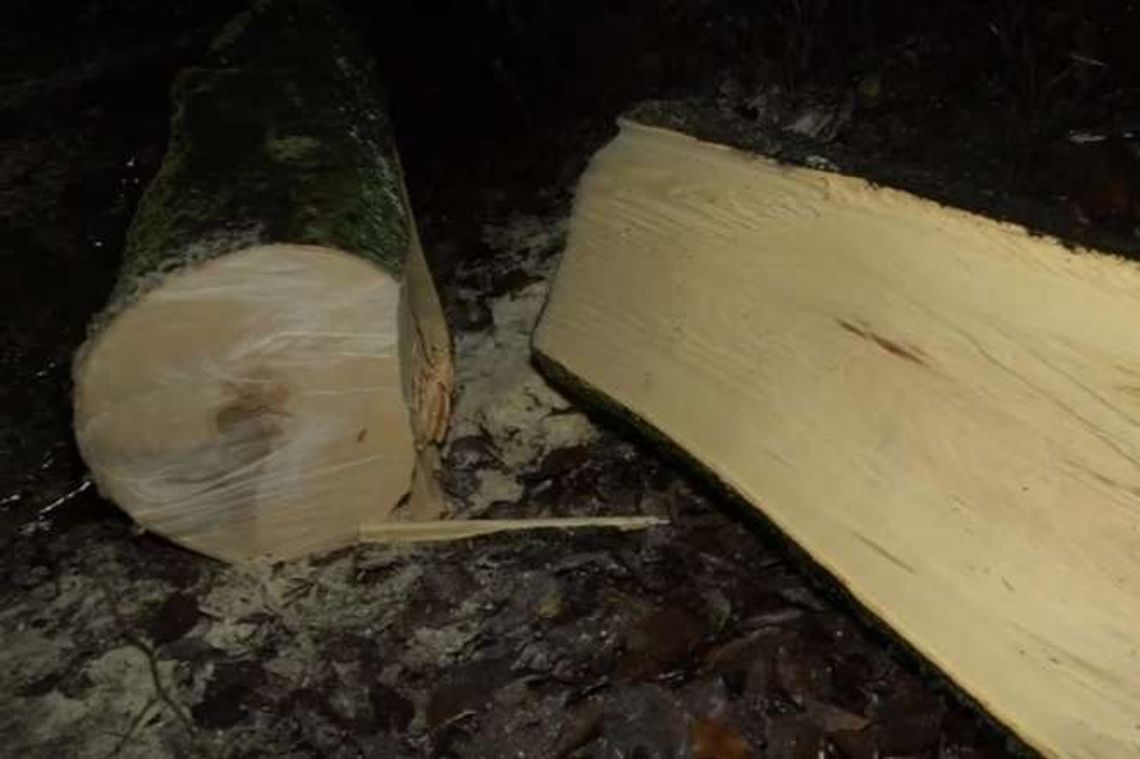 Chłopiec zginął w aucie, na które spadło drzewo [wideo]