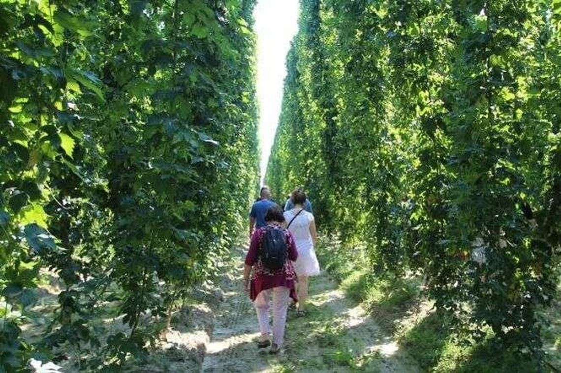 Chmiel z naszego regionu poleciał do Włoch. PINTA uwarzy piwo