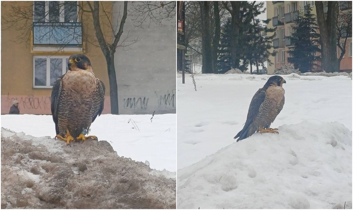 sokolica Chmielowa na hałdzie śniegu