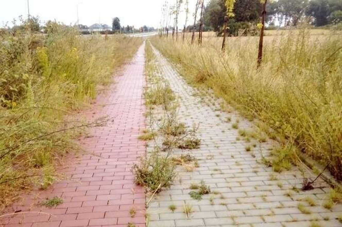 Chodnik i ścieżka rowerowa zarasta trawą. Drogowcy: ludzie zbyt rzadko jeżdżą i chodzą Chodnik i ścieżka rowerowa zarasta trawą. Drogowcy: ludzie zbyt rzadko jeżdżą i chodzą