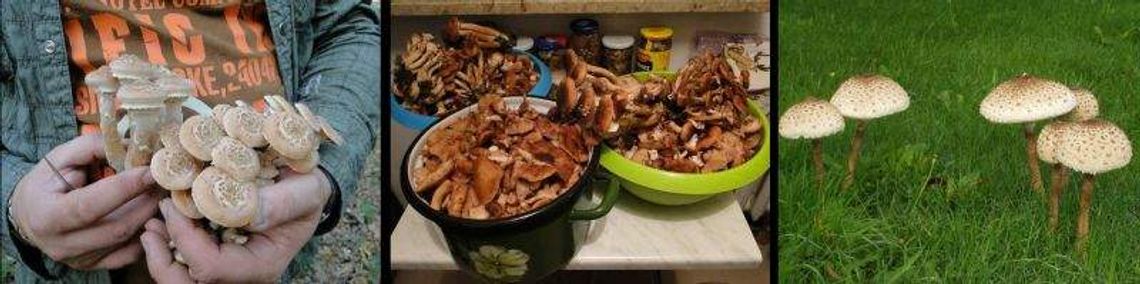 Chodzisz na grzyby? Pochwal się swoimi zbiorami (zdjęcia)