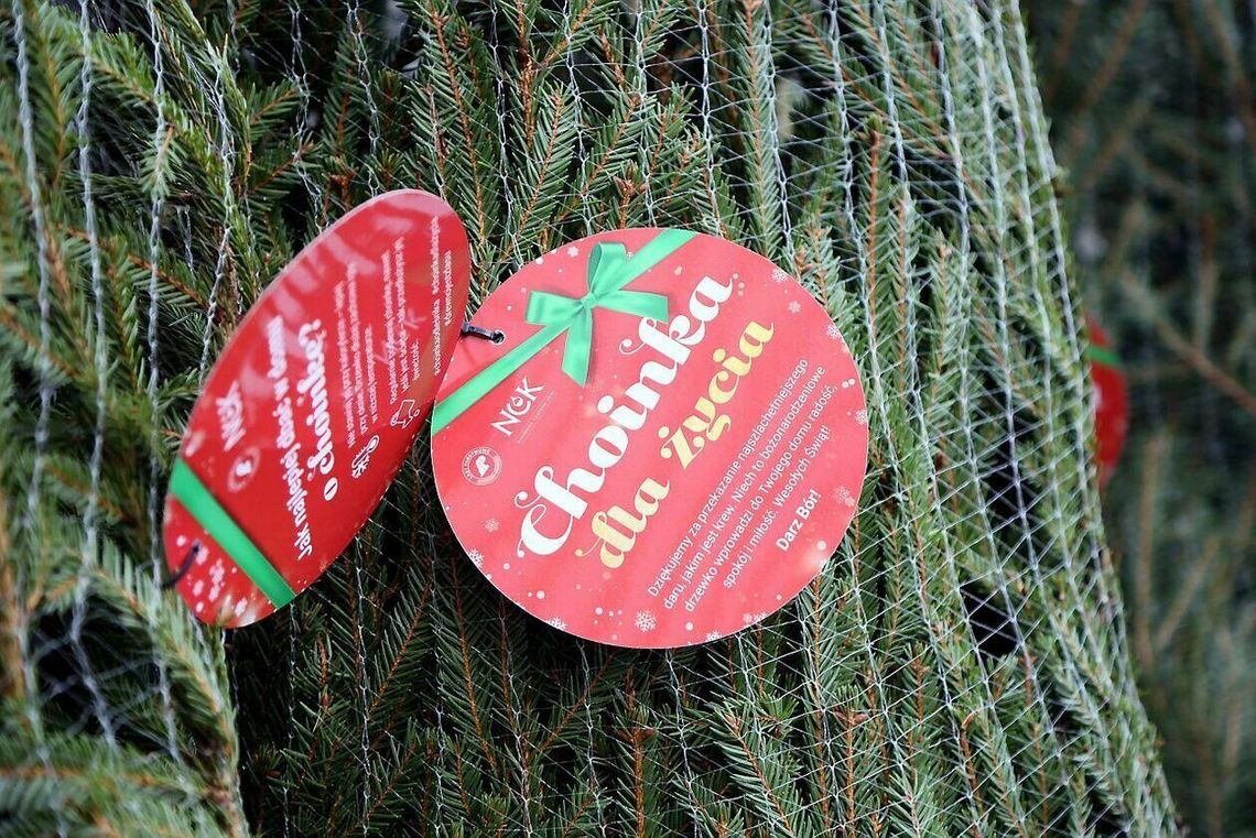 Choinka za krew. Dawcy nie muszą już kupować drzewka