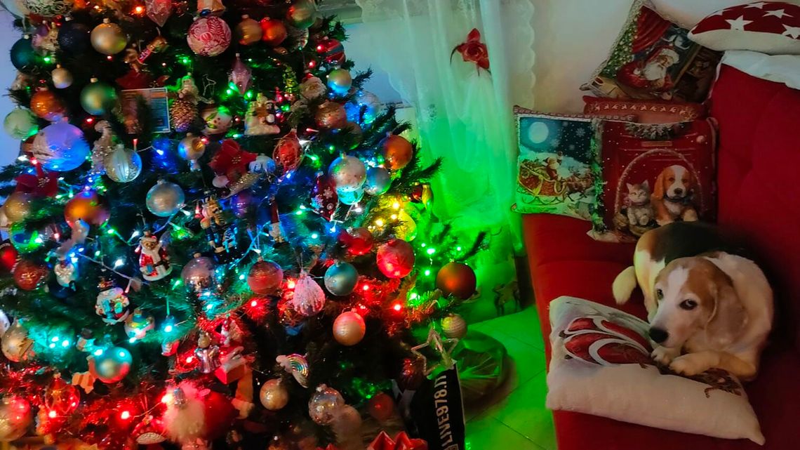 Choinki mieszkańców Lubelszczyzny. Która najpiękniejsza? 