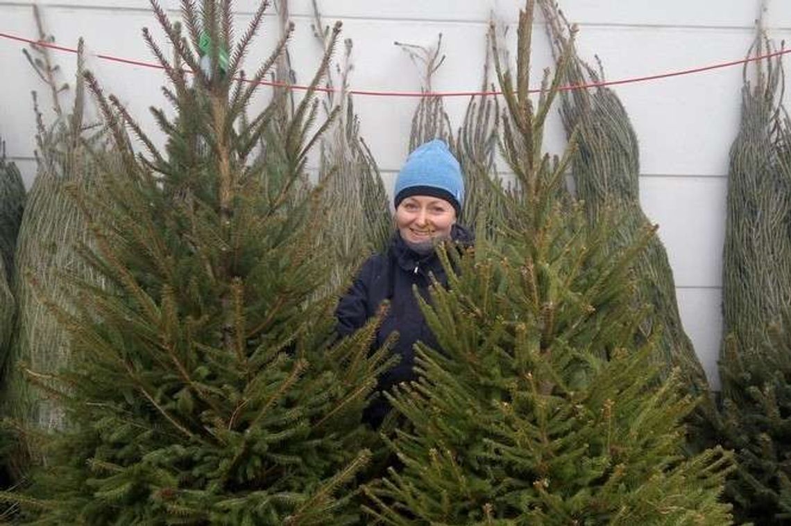 Choinki w Lublinie: Jakie ceny za świerki i jodły. Pielęgnacja choinek Choinki w Lublinie: Jakie ceny za świerki i jodły. Pielęgnacja choinek
