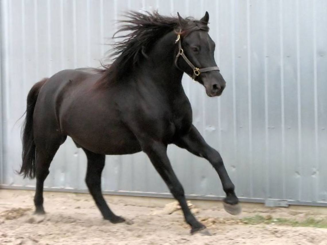 Cholewianka: 11-latka spadła z konia. Helikopter zabrał ją do szpitala