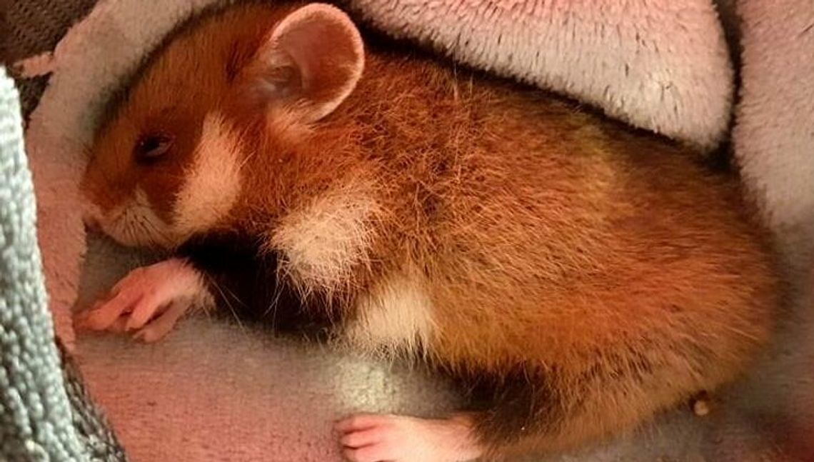 Chomik europejski pod opieką Leśnego Pogotowia. Maluchów w ośrodku jest więcej