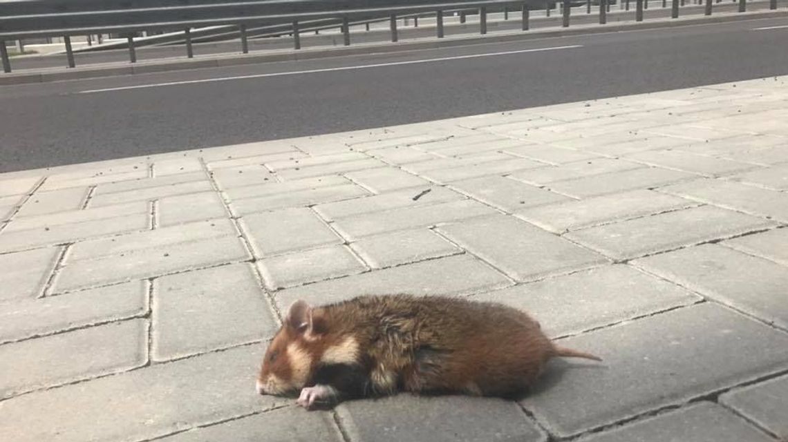 Chomik europejski. Śpioch i mieszczuch zagrożony wyginięciem