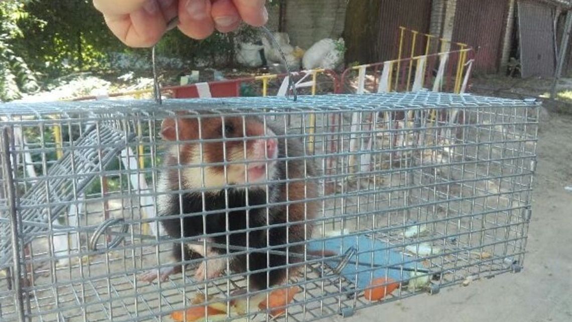 Chomiki w centrum Lublina. Przyjechali po nie specjaliści z Poznania Chomiki w centrum Lublina. Przyjechali po nie specjaliści z Poznania