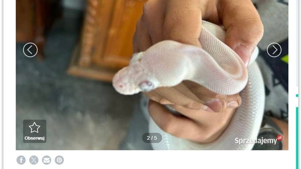 Chore oczy miały zwiększać atrakcyjność pytona. Lubelska fundacja zawiadomiła prokuraturę