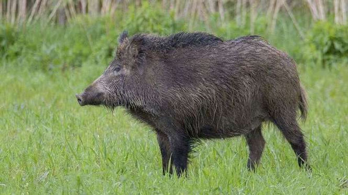 Chory martwy dzik zawieszony wysoko na drzewie? Dziwna plotka wśród rolników i myśliwych