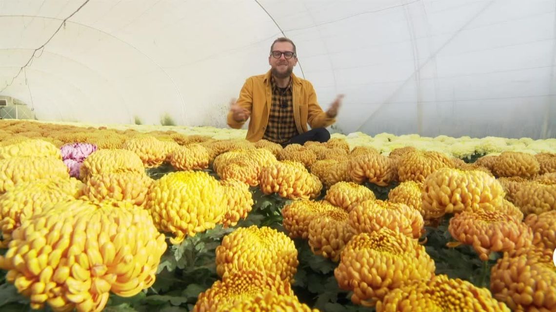 Chryzantemy. Jakie kwiaty wybrać, żeby kwitły jak najdłużej Chryzantemy. Jakie kwiaty wybrać, żeby kwitły jak najdłużej