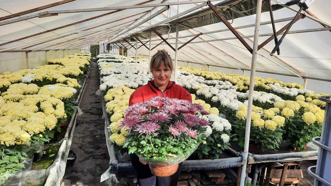 Chryzantemy na krawędzi załamania. Kwiaty na cmentarz drogie jak nigdy dotąd Chryzantemy na krawędzi załamania. Kwiaty na cmentarz drogie jak nigdy dotąd
