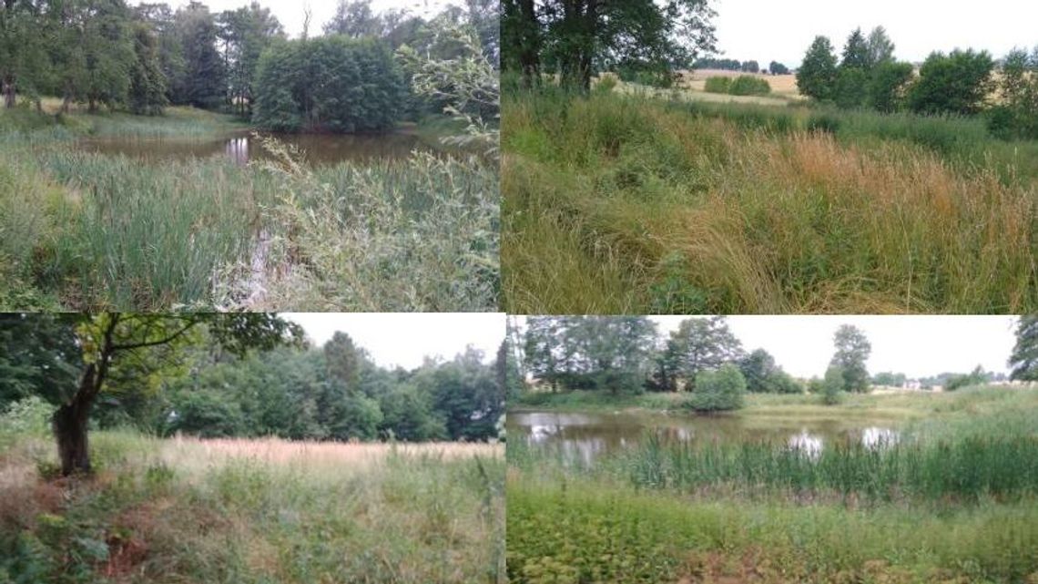 Chwalą się zabytkowym parkiem, ale nie tym, że jest zarośnięty. Jak tłumaczy to gmina?