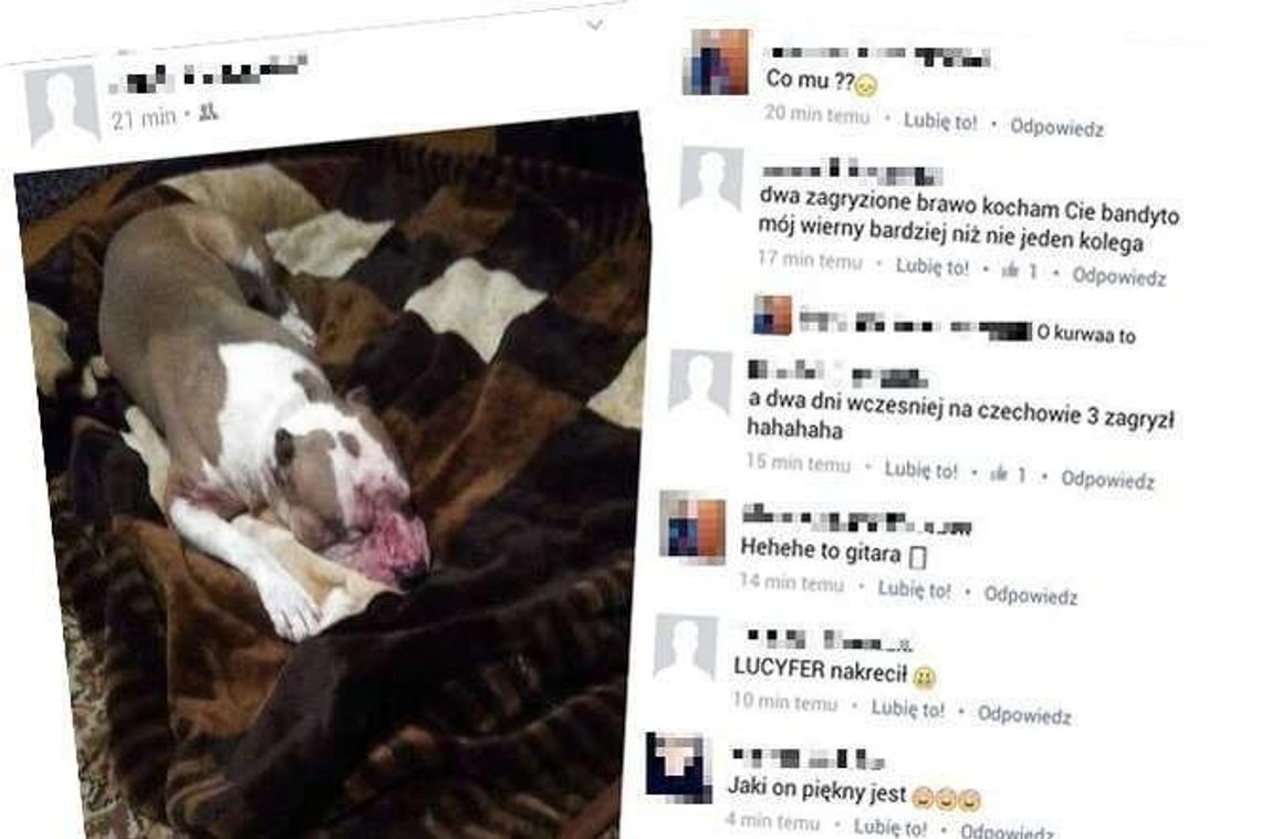 Chwali się w internecie, że jego pies zagryza inne zwierzęta. Kiedyś pracował dla schroniska
