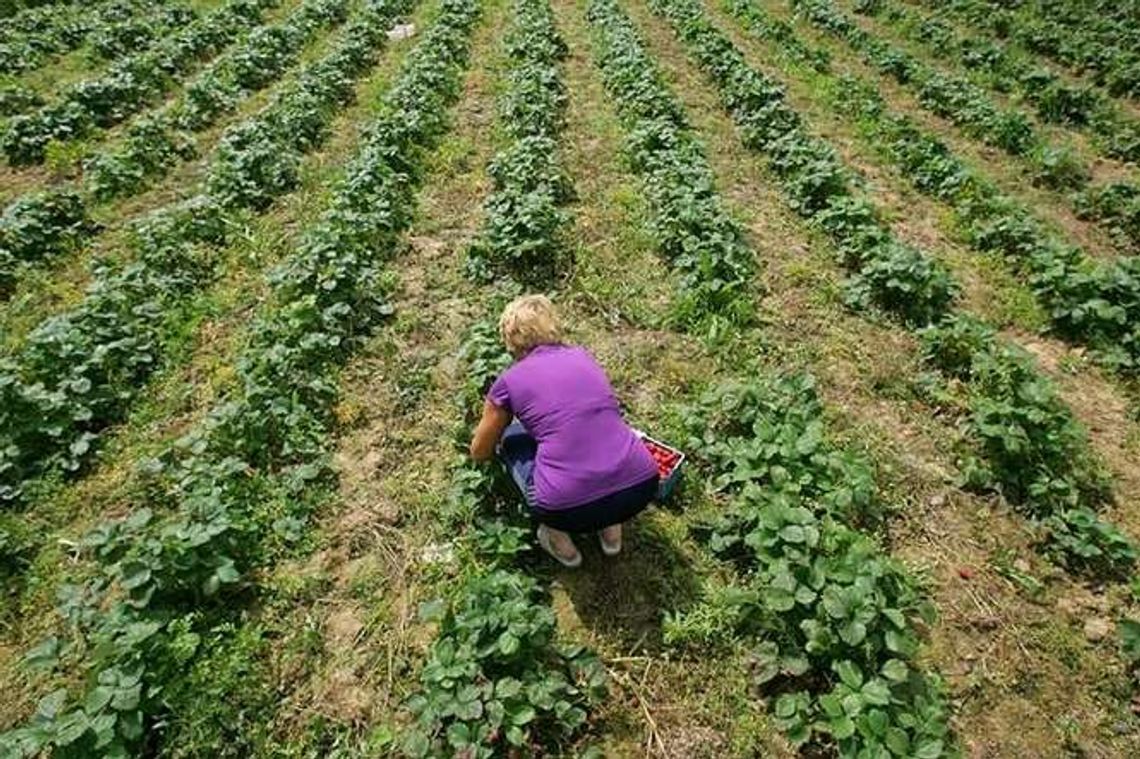 Chwasty, przędziorek, truskawki. Będą uczyć plantatorów